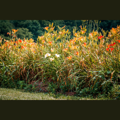 Vermont Garden Journal