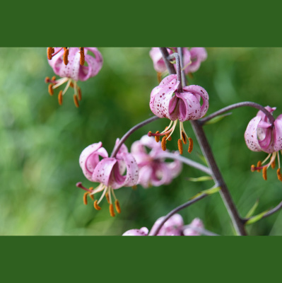 Vermont Garden Journal