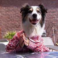 Wiedersehen mit Herrn Bello (1/4): Bello hat Sorgen