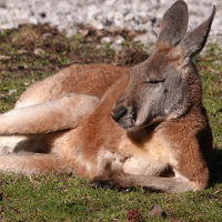 Ein Känguru wie Du - Ein schwules Känguru boxt sich durch
