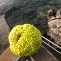 Promenade du dimanche et fruits étranges 