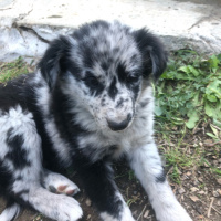 Un nouvel habitant dans la maison