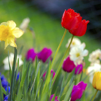 Antonio Vivaldi 4: Spring Music