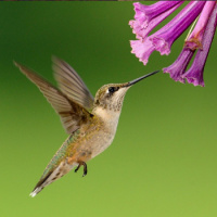 Nikolai Rimsky-Korsakov 4: The Bees and the Birds