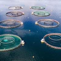 Allô la terre!, Un poisson nommé Saumon et Réensauvagement : Entre guerre culturelle et réappropriation des territoires