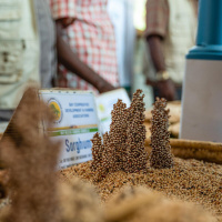 FAO Brief - 3 March 2025