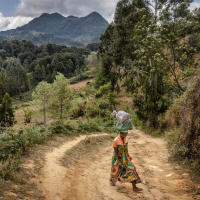 FAO Brief - 29 July 2024