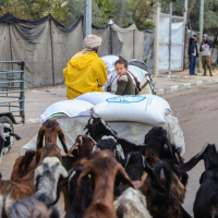 La FAO en bref – 26 mai 2025