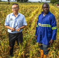 Fields of knowledge: changing agriculture in Uganda