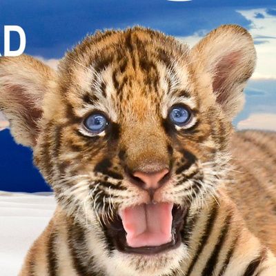 Digital Audio Network