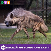 377 - All I want for Christmas is you