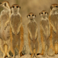 Movies 147 - I Shit Nightmares