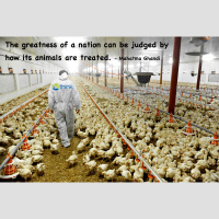 050 Mahatma Ghandi Quote