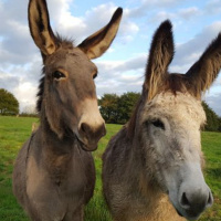 ¿Sabías que… existía un examen de mentiras en donde un burro tenía la última palabra?