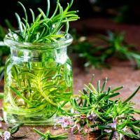 Plantas Medicinales de Cuba y México