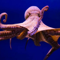 ¡El pulpo tiene uno de los cerebros más extraños del mundo! Descubre la razón