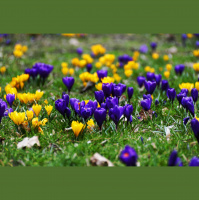 MW #123: Es wird Frühling