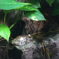 Wesley Pattinson, Section 2