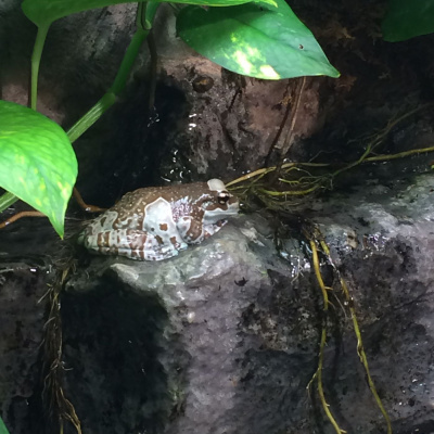 Unleveled Psychology Memory Project