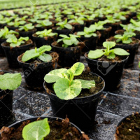 VIVA LA RADIO. Martes Verde. El confinamiento de las plantas: El invernadero