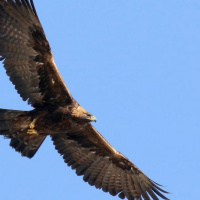 VIVA LA RADIO. Pepe Martínez, propietario de la empresa de cetrería Águilas del Sol