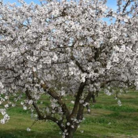 VIVA LA RADIO. Martes verde. Árboles de Secano