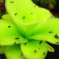 VIVA LA RADIO. Martes Verde. Árboles y plantas raras