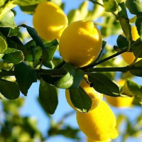 VIVA LA RADIO. Martes Verde. Árboles, plantas y Flores para el Bando de la Huerta