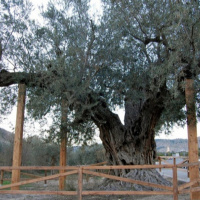 VIVA LA RADIO. Martes verde. Árboles Monumentales: La olivera de Ricote supera los 1.400 años