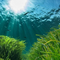 VIVA LA RADIO. La actualidad manda entrevista. Perona: La posidonia es el mejor protector de la arena de las dunas