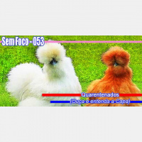 SEM FOCO 053 – Quarentenados - (Ouça e Entenda a Capa)! #Covid19 (@semfoco2 #SemFoco)