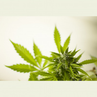 The Economics of Marijuana Legalization