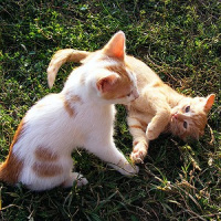 Doença renal crônica é muito comum entre gatos - aprenda a entender os sinais