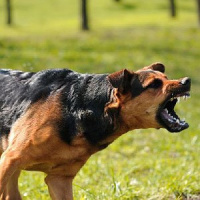 Agressividade, na maioria das vezes, é resposta a algum desconforto