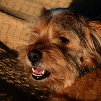 De olho na pele do seu cachorro