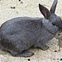 Como escolher um animal se não fico muito tempo em casa?