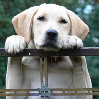 Animais podem ser sensíveis a mudanças que são tranquilas para os humanos