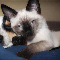 Outubro Rosa Pet: você sabia que animais podem ter tumores nas mamas?