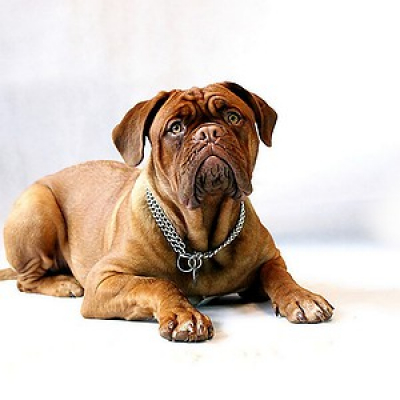 Cbn Pet - Carol Rocha