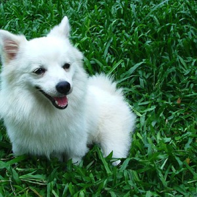 Cbn Pet - Carol Rocha