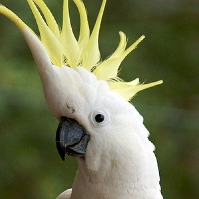 Cbn Pet - Carol Rocha