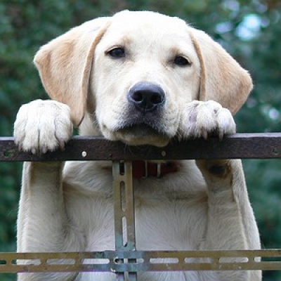 Cbn Pet - Carol Rocha