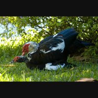 Animal Sexual Behavior