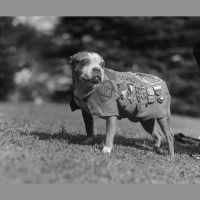 Sgt. Stubby
