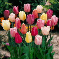 Tulip Mania