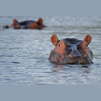 The American Hippo Project