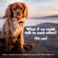 Animal Communication TIME SENSITIVE Special Interstitial - Its So Exciting!