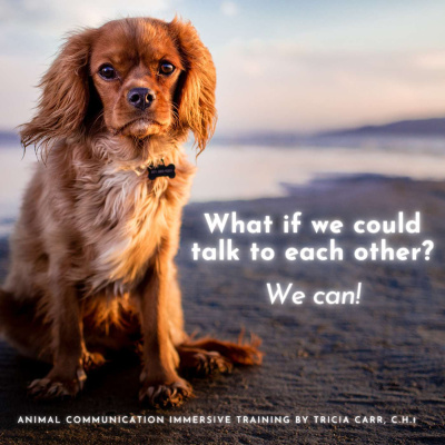 Charmed Life With Tricia Carr