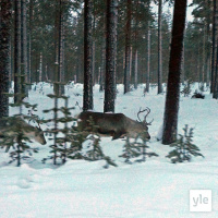 Lappi osa 2: Kalervo Palsa ja poromiehet 