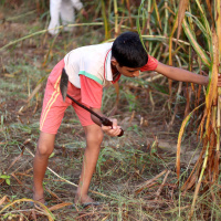 Mundo solidario - Trabajo infantil. Microactivismo climático. IA y educación
